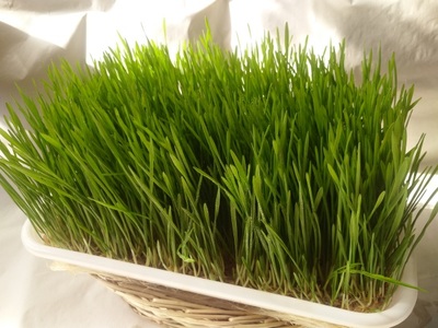 山西芽苗菜-芽苗菜工厂化种植-小井食品(推荐商家)